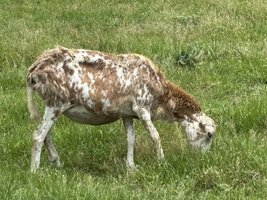 IMG_7931.jpeg