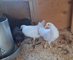 Leghorn 2.jpg