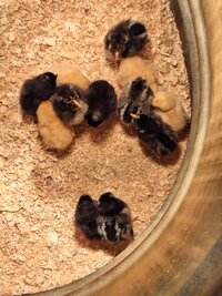 chicks 1.jpg