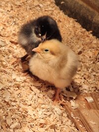 Chicks 4.jpg