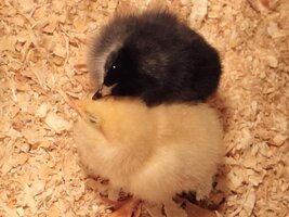 Chicks 5.jpg