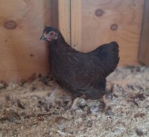 Partridge Wyandotte Hen 1.jpg