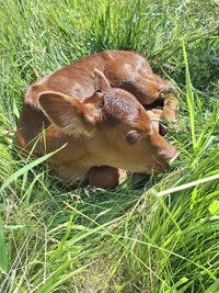 Toffee calf .jpg