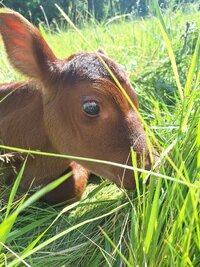 Toffee calf 2.jpg