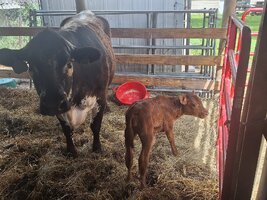 Toffee and baby 3.jpg