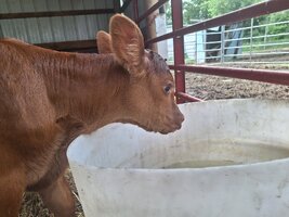 Toffee calf 7.jpg