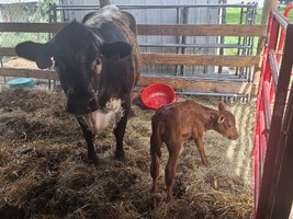 Toffee calf 10.jpg