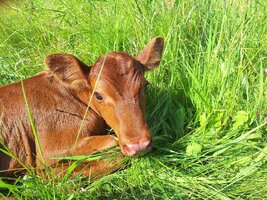 Toffee calf 6.jpg