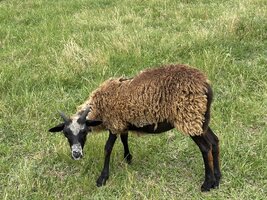 IMG_7922.jpeg