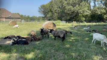 IMG_8267.jpeg