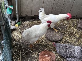 IMG_9209.jpeg