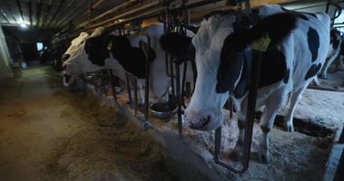 my dairy cow.png