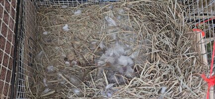 Screenshot_20251023_093626_Gallery.jpg Screenshot_20251023_093626_Gallery.jpg