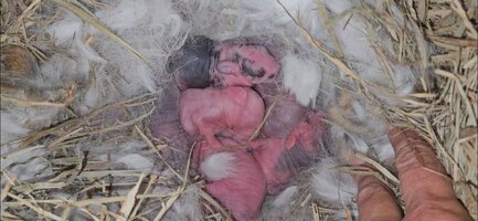 Screenshot_20251023_093640_Gallery.jpg Screenshot_20251023_093640_Gallery.jpg