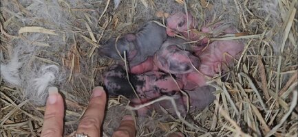 Screenshot_20251024_123227_Gallery.jpg Screenshot_20251024_123227_Gallery.jpg