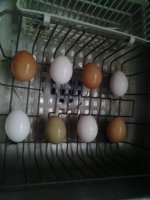 Eggs 013.jpg