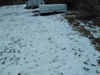 coyotte 031.jpg coyotte 031.jpg