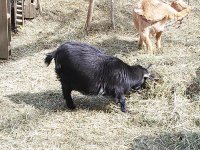 Venus, mavis & Bambi 142.jpg Venus, mavis & Bambi 142.jpg
