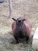 Venus, mavis & Bambi 144.jpg Venus, mavis & Bambi 144.jpg