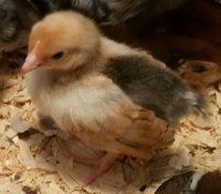 20160331_185318-1.jpg 20160331_185318-1.jpg