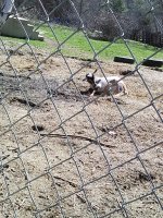 4-14-2016..goat poeses..lol 012.jpg