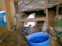 chickens -coop 023.JPG chickens -coop 023.JPG