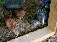 chickens -coop 022.JPG chickens -coop 022.JPG