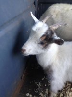 Tinker Belle Goat 1.jpg