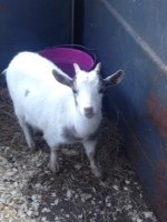 Tinker Belle Goat 3.jpg