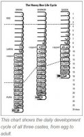 Bee life cycle chart 2.JPG