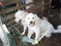 8-3-16 goats & dogs 032.jpg