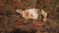 sleeping bunny.jpg