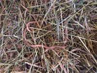 worm.jpg worm.jpg