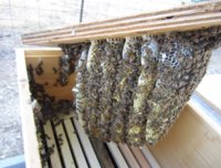 Swarm comb 2.JPG