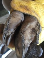 FR pre.JPG FR pre.JPG