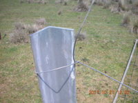 dorper fencing 001.JPG