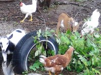more goats & chickens 009.jpg
