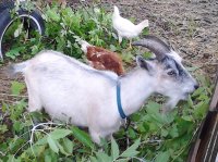 more goats & chickens 012.jpg