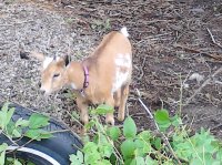 more goats & chickens 016.jpg