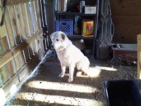 Daisy listening at the barn door.jpg