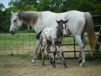 2008_0512BabyHorsey0019.JPG