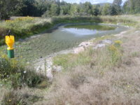 Dry pond.JPG