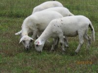 Sand Mt ewe lambs2 26 May 2018.JPG