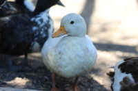 IMG_0741.JPG IMG_0741.JPG