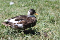 IMG_0757.JPG IMG_0757.JPG