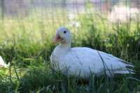 IMG_0787.JPG IMG_0787.JPG