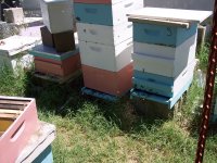 Bees and Chickens 2012 008.jpg