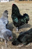 Ameraucana Flock.jpg