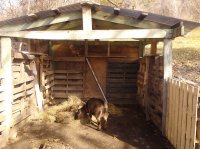 goats&barn 007.jpg