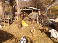 goats&barn 010.jpg